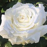 JPII rose added to White House Rose Garden